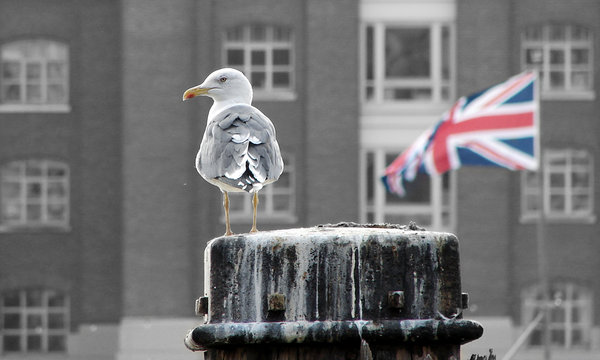 London seagull 1