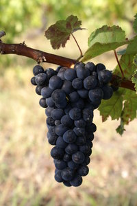 Grape from Portugal