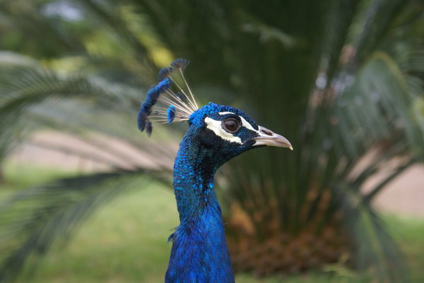 Peacock from Portugal