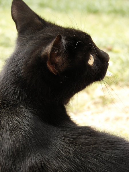 pisica neagra 2