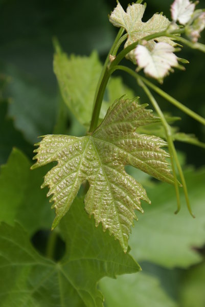 Merlot vine leaf