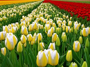 temporada de tulipán en el netherland