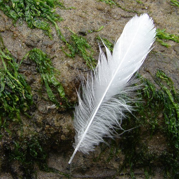feather on the beach