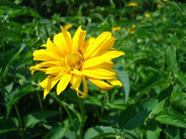 Summer flower