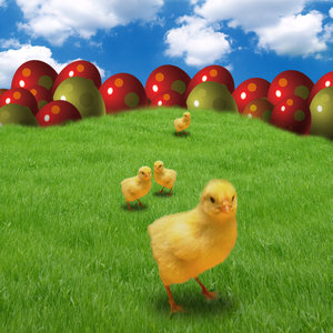 Easter design: Chick's on grass.