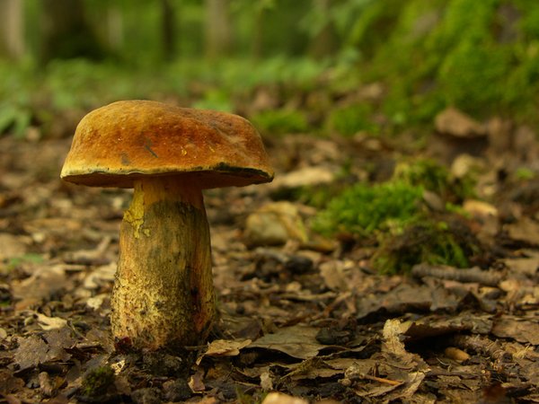 Crazy mushroom: Dont eat this oneNature park Lonjsko polje Croatiahttp://www.lonjsko-polje. ..