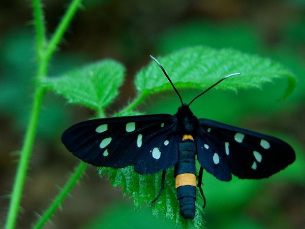 Black butterfly: Nature park Lonjsko polje Croatiahttp://www.lonjsko-polje. ..