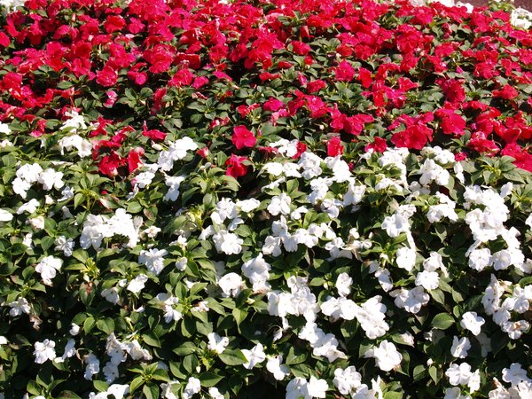 Flowers: a beautifull flower bed