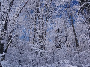 árboles cubiertos de nieve 1