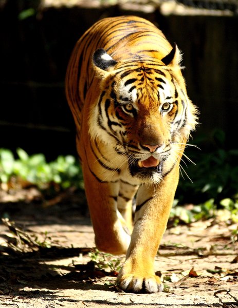 Big Cat Series 3: Snapshots of a Sumatran tiger at the local zoo