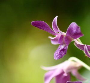 Orchidee Series 3