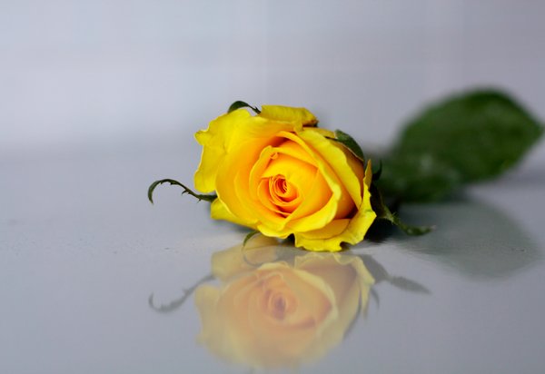 Roses 3: 