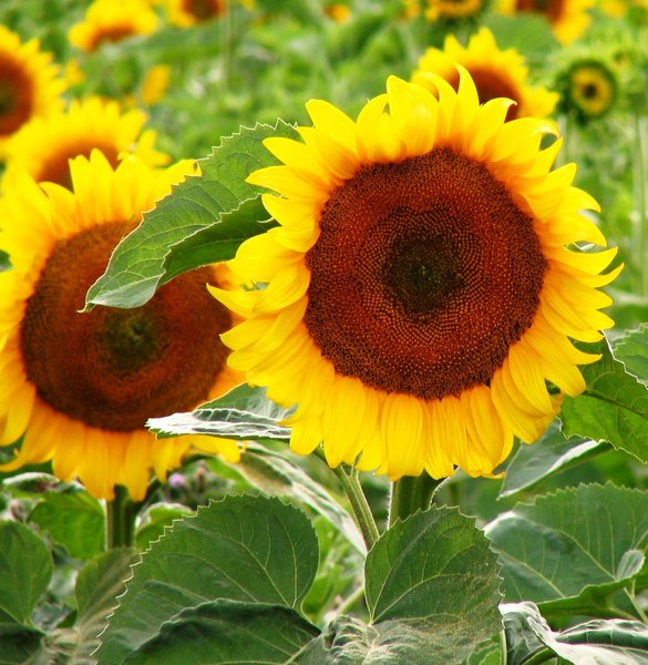 sun flower 5