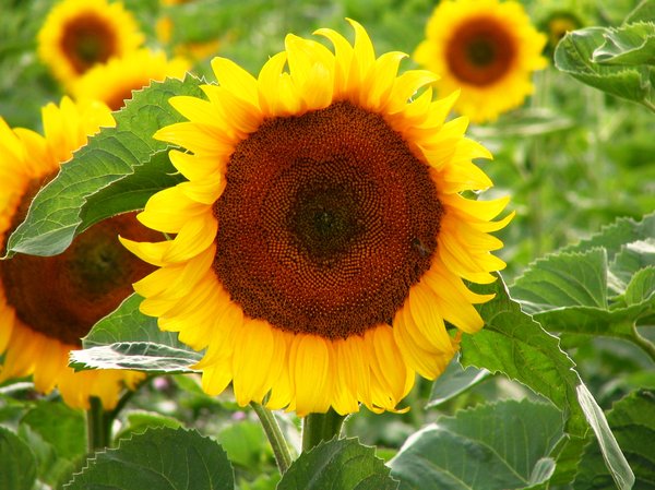sun flower 4