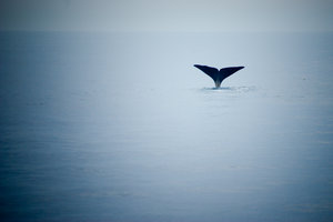 ogon wieloryba