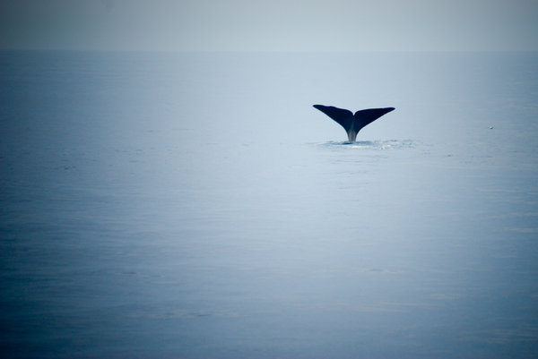 Whale tail: 