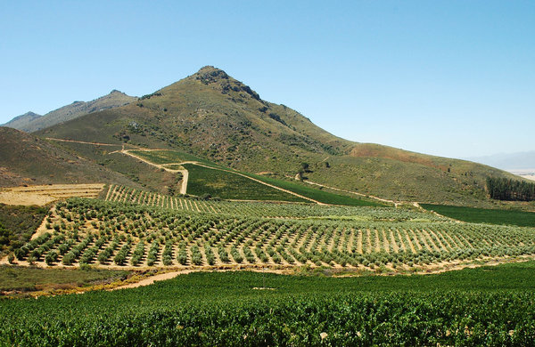 Winelands: Cape Winelands, South Africa.NB: Credit to read 