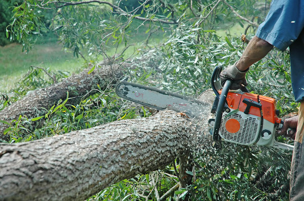 Chainsaws in action. 2