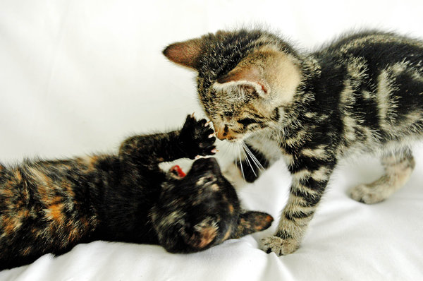 Playful Kittens 2