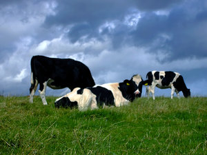 Cows: Cows (three different ones)