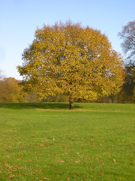 Autumn tree 3