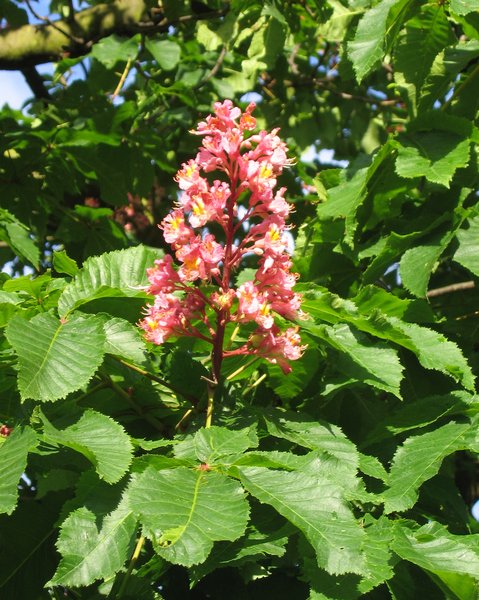 red chestnut blossom