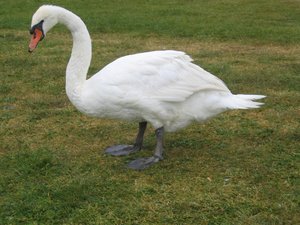 swan on meadow: swan on meadow