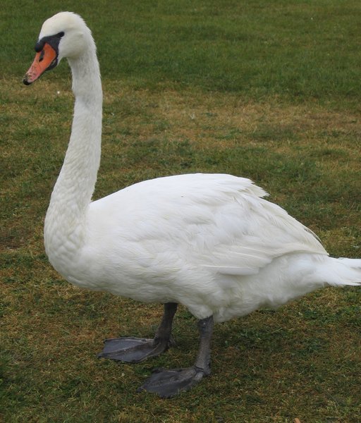 swan on meadow 2