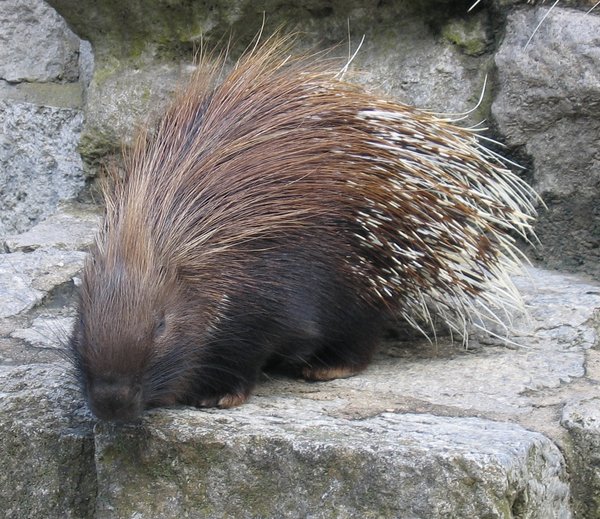 white-tailed porcupine