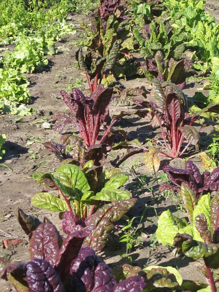 lettuce and beet field