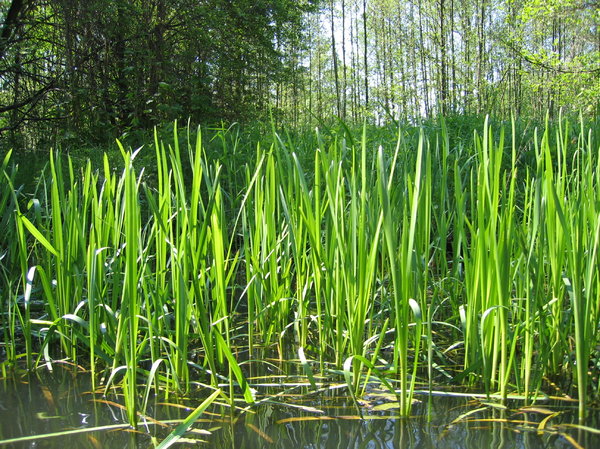 reeds in the sun at Spree Fore