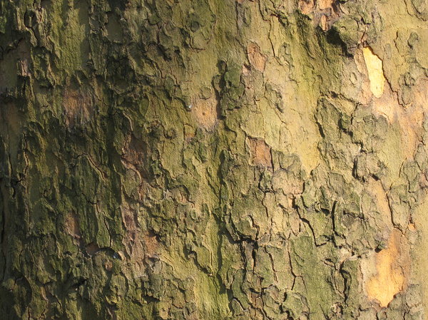 bark of a tree 5