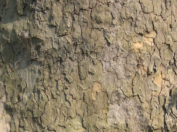 bark of a tree 3