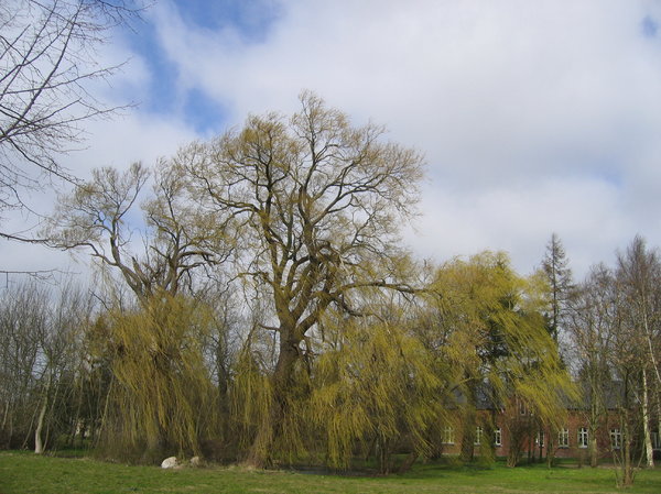 big weeping willow