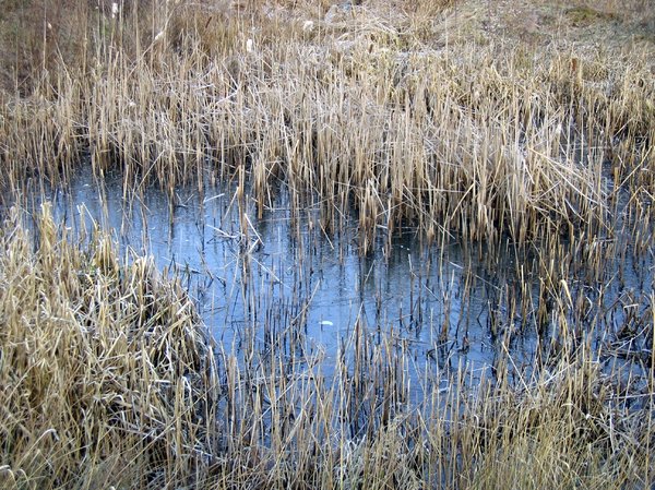 icy winter pond
