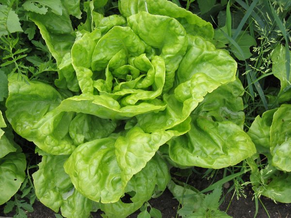 lettuce on a field