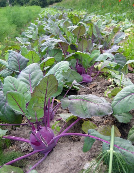 organic vegetable field - kohl