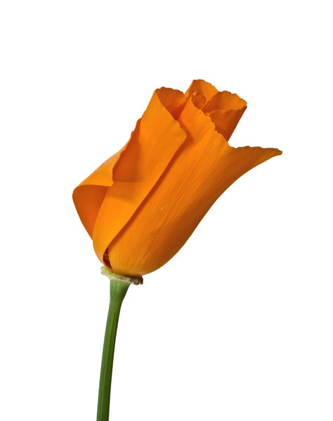 Real California Poppy: A California poppy taken from the garden and photographed indoors isolated on white.