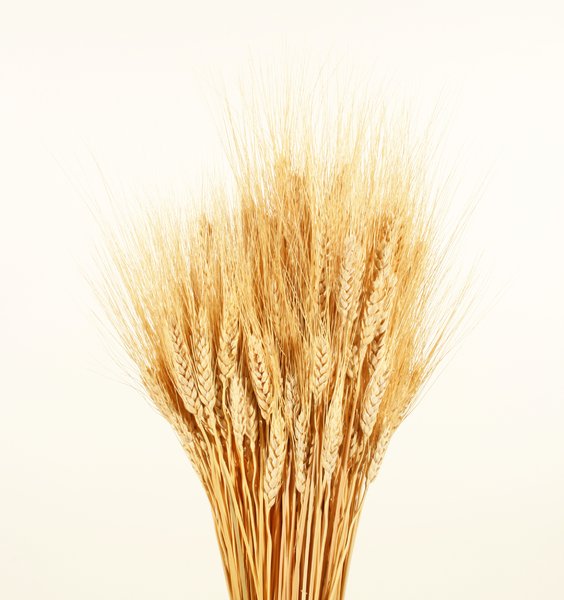 Wheat Bundle: A bundle of wheat.