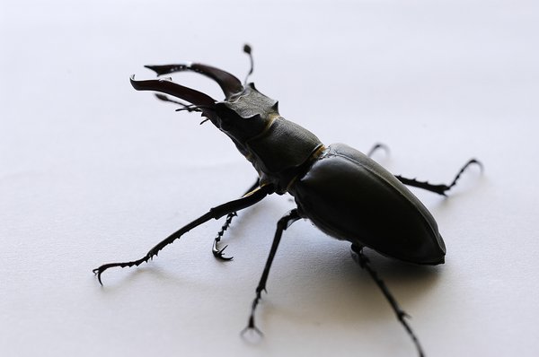 Stag beetle 1