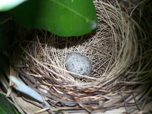 Cardinal nest with egg