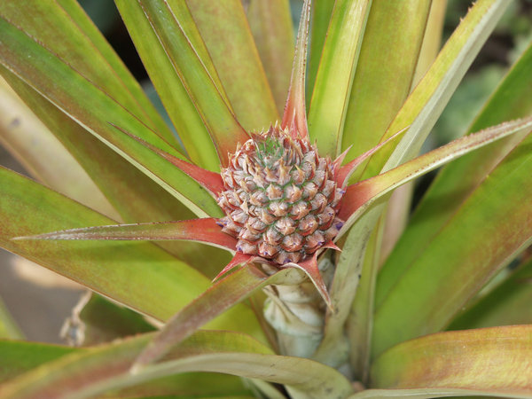 Pineapple (Young)