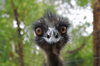 Earnie the Emu