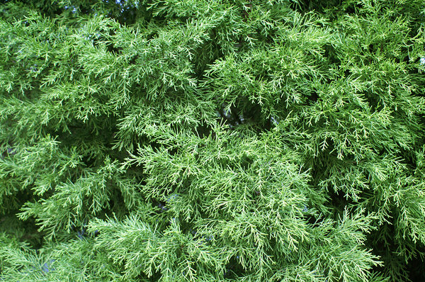 Cyprus Pine