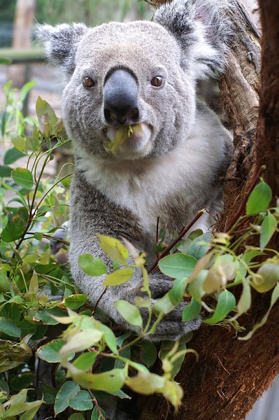Koala Comer: 