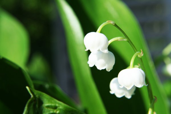 lilies of the valley: a frech bunch of lillies