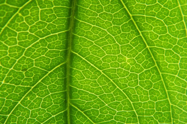 leaf: backlit leaf