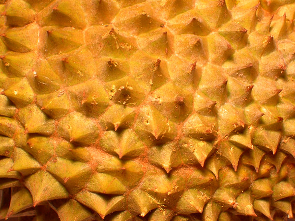 Durian 02