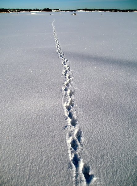 Fox trace on the ice