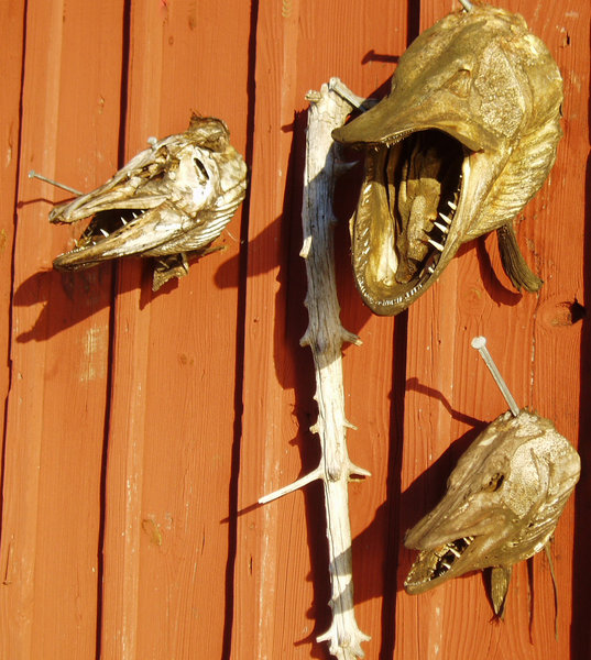 Dry fish heads on a boathouse